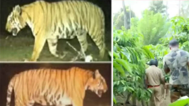 tiger tiger