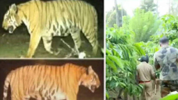 tiger tiger