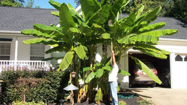 banana-tree banana-tree
