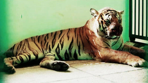 tiger tiger