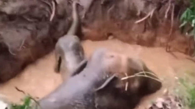 elephants elephants