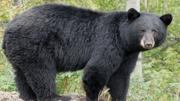 bear bear