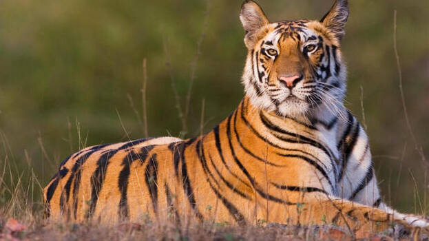 tiger tiger