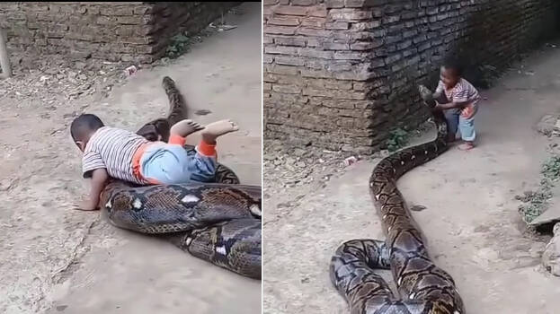 snake snake