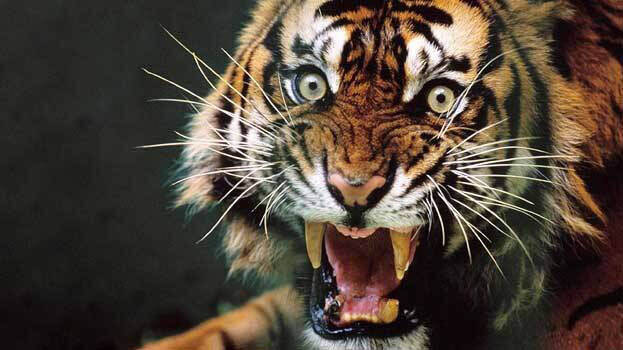 tiger tiger