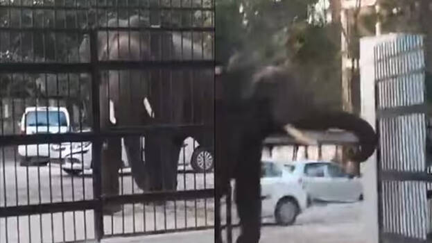 elephant elephant