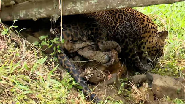 leopard leopard