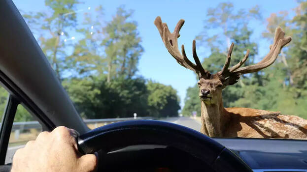 deer deer