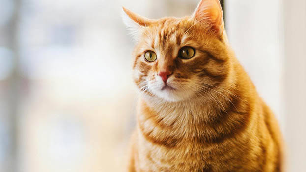 cat- cat-