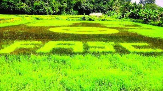 rice-paddy