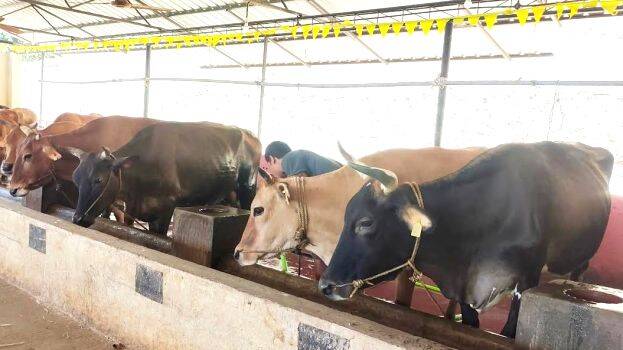 sivagiri-madom-gosala sivagiri-madom-gosala