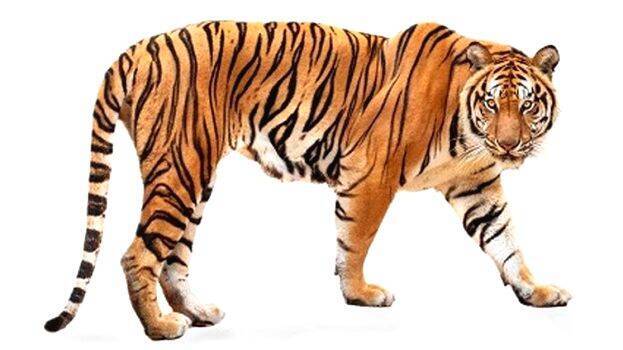 tiger tiger
