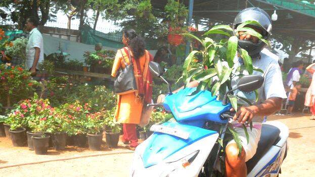 flower-show flower-show