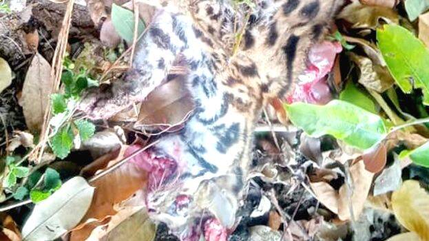 poochapuli poochapuli