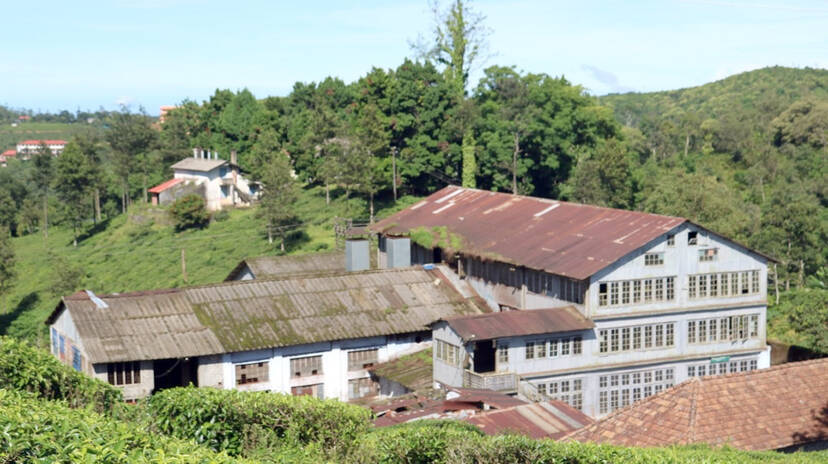 tea-factory tea-factory