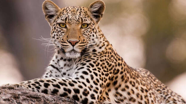 leopard leopard