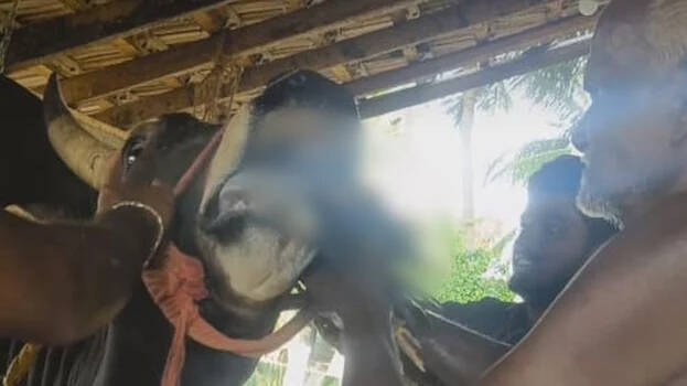 jallikkettu-bull jallikkettu-bull