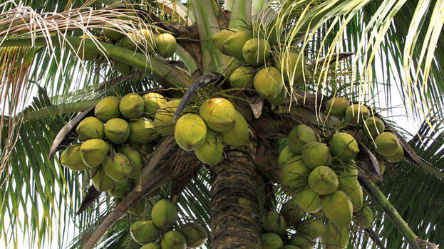 coconut-tree coconut-tree