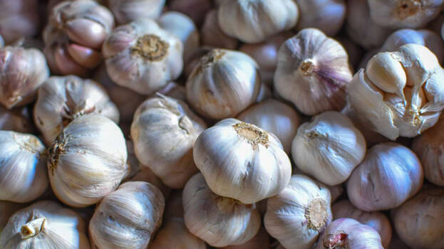 garlic garlic