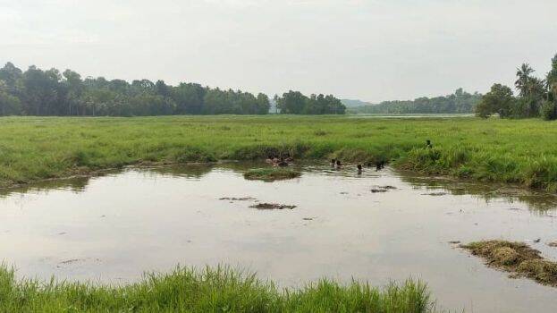 paddy-field-ookkode