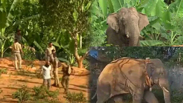 thanneer-komban-