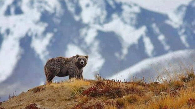 himalayan-bear