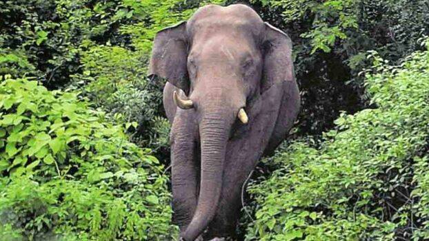elephant-attack-kerala