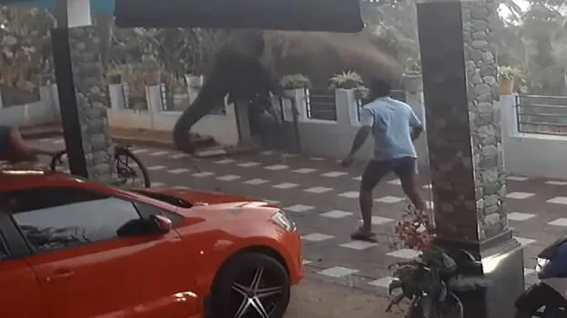 elephant