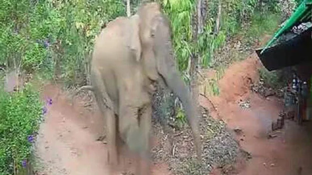 elephant