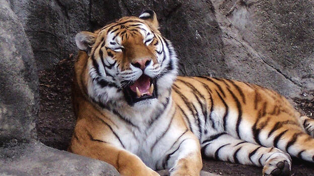 tiger