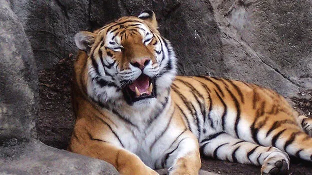 tiger