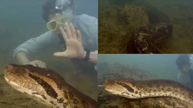 anaconda-