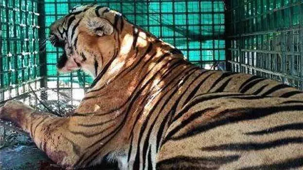tiger