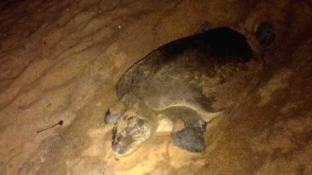 tortoice