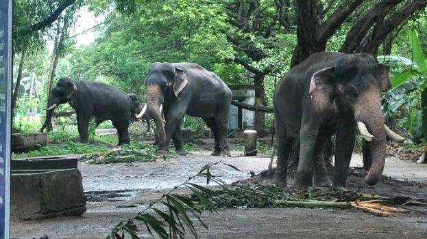 guruvayoor-elephant