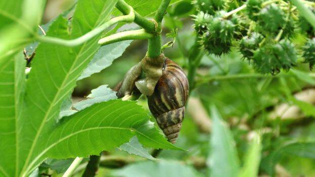 snail-a