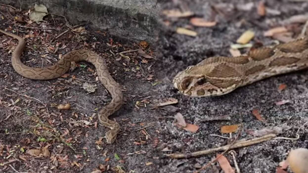 snakemaster snakemaster