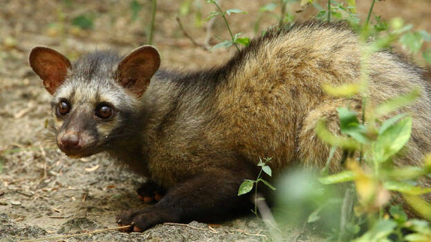 civet