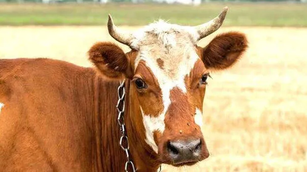 cow