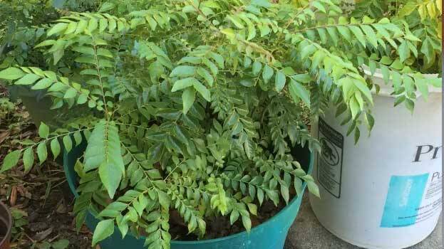 curry-leaves-plant curry-leaves-plant