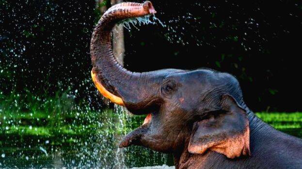 elaphants- elaphants-