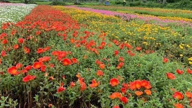 agriculture agriculture