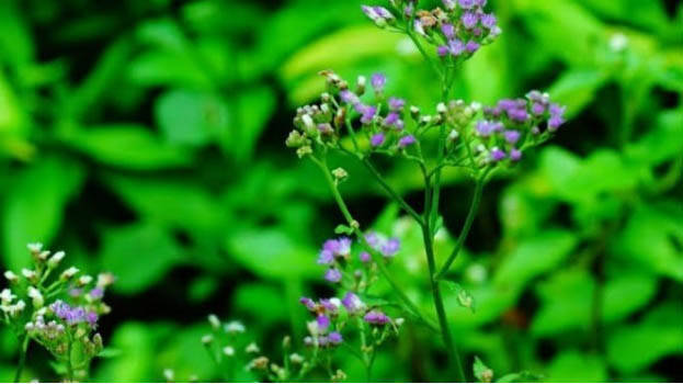 little-ironweed little-ironweed