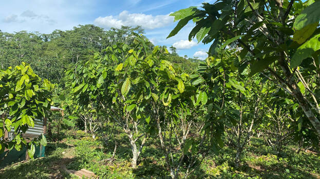 agriculture agriculture