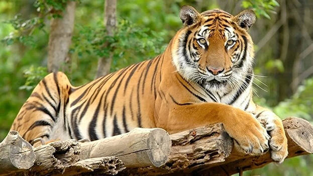 javan-tiger