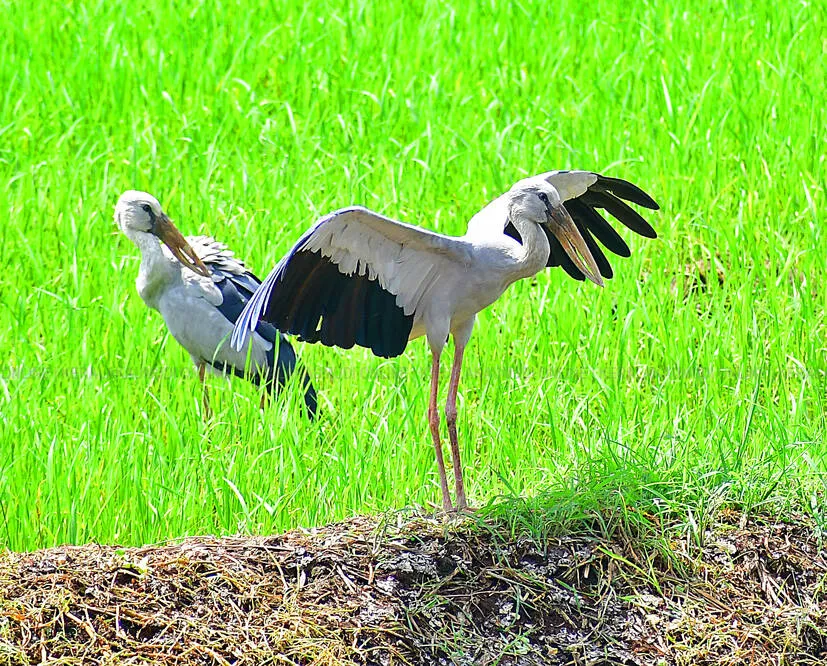 Kerala Kaumudi Photo Gallery
