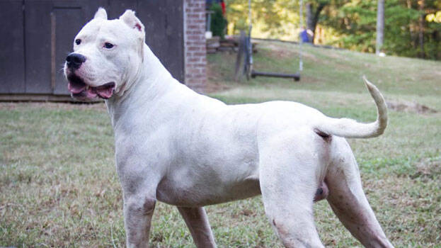 dogo-argentino dogo-argentino