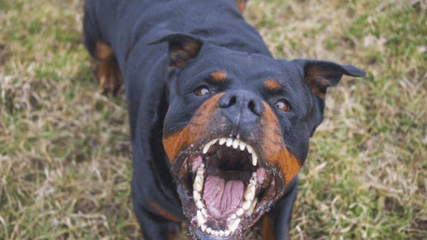 rottweiler rottweiler