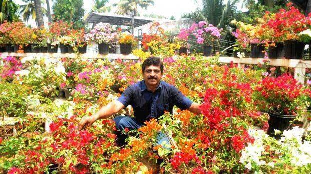 bougainvillea bougainvillea