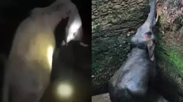 elephant